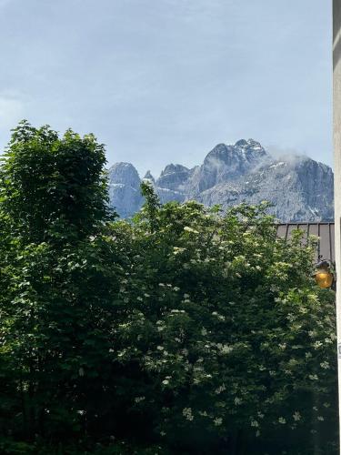 a tree with mountains in the background at Casa Margherita - Valbruna in Valbruna