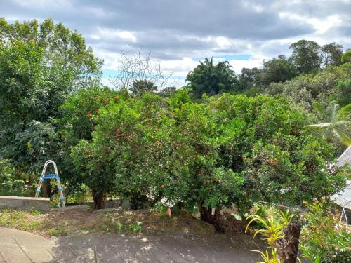 a group of trees with oranges in a garden at Grande Maison atypique proche du Maïdo in Saint-Paul