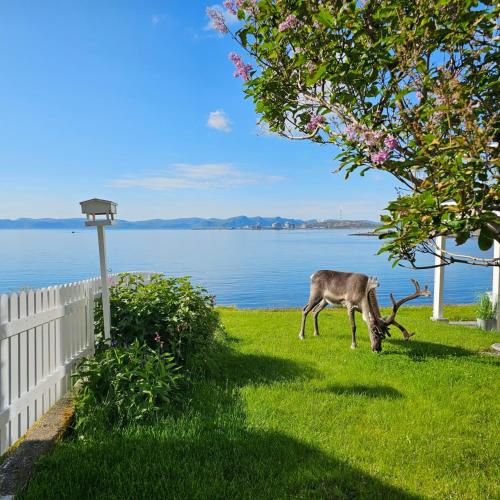 a deer grazing in the grass next to the water at Bright and modern apartment with beautiful view in Hammerfest