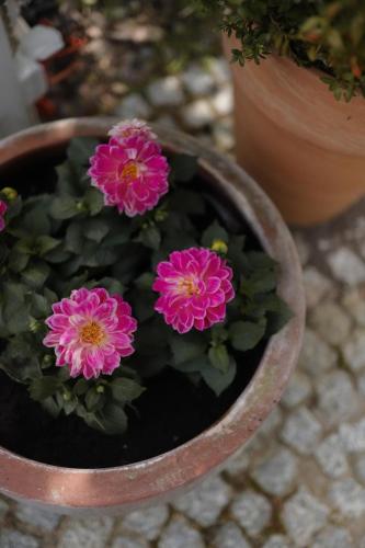 a pot of pink flowers sitting on a table at 7 STODOŁA - Hotel butikowy in Osiek
