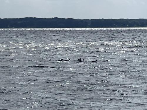 a group of ducks swimming in a large body of water at Zum ehemaligen Kaffeekännchen in Funfseen