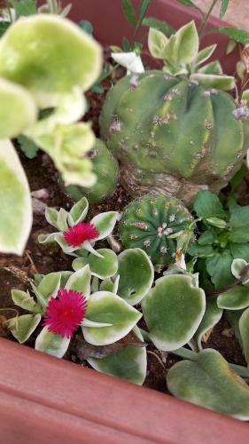 a plant with a pink flower in a red pot at Masseria Petra in Martano