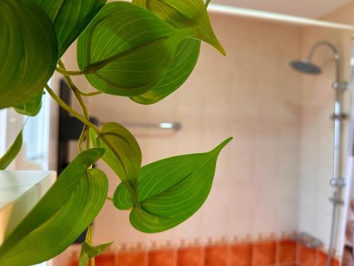 a green plant in a bathroom with a shower at Mika's House Valley in Sanlúcar de Barrameda