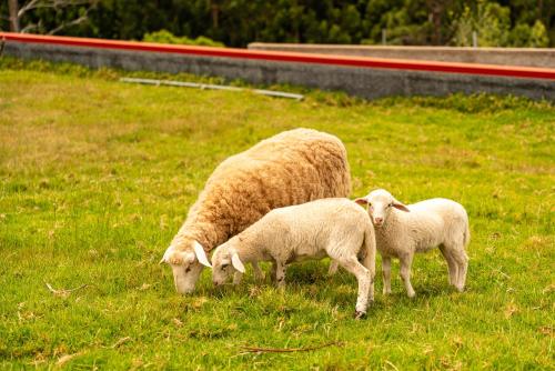 a sheep and two lambs grazing in a field at Florenças House - Private Jacuzzi & Garden in Calheta