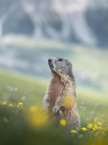 a groundhog standing in a field of flowers at ALPA appartements - Champagny-en-Vanoise in Champagny-en-Vanoise