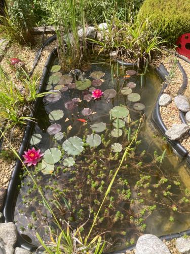 a pond with flowers and lilies in a garden at l'Echo des Glieres vue montagne centre village sauna & grill in Glières-Val-de-Borne