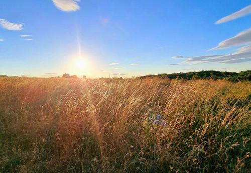 a field of tall grass with the sun in the sky at The Puffin Pad in Filey
