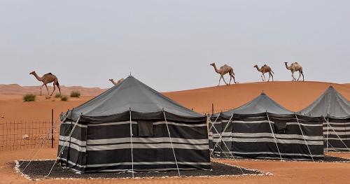 a group of camels walking on a hill with tents at Desert Private Camp - Bedouin Camp in Al Wāşil