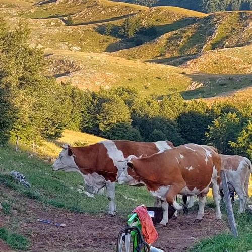 a group of cows standing on a grassy hill at Katun Ljeljenak in Pluzine