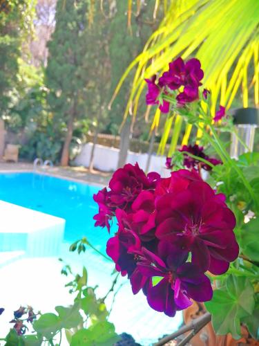Gallery image of Villa Cinque Pini in Ischia
