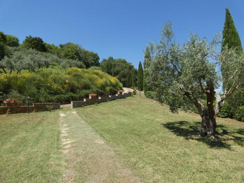 a tree in the middle of a grass field at Scappo in Umbria, la Vallata in Parrano