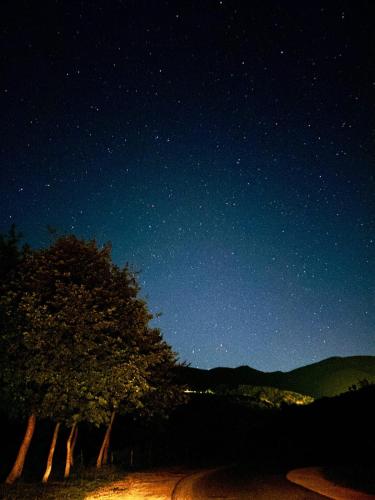 a night sky with a tree and the stars at Troja Resort - Hotel & Restaurant in Shupenzë