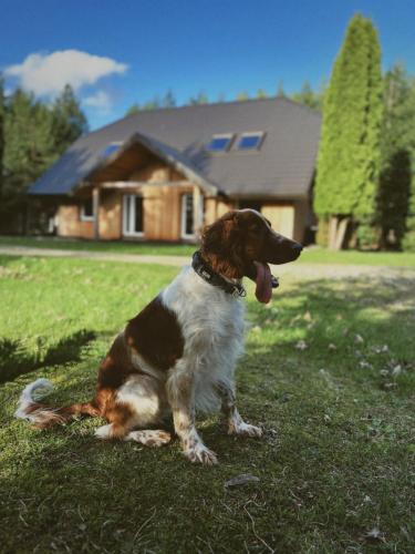 Animal o animals de companyia a Pakaso sodyba