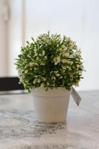 a plant in a white pot on a table at Step rooms apt spa in Belgrade