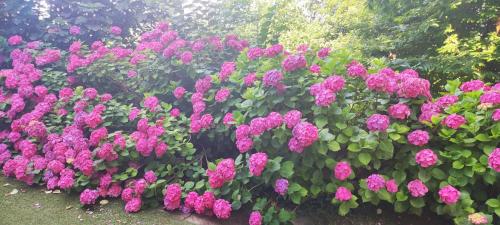 a bunch of pink flowers in a garden at "La Selvetta" bed and breakfast in Buguggiate