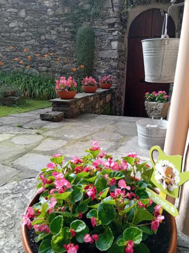 a potted plant with pink flowers on a patio at Casa Longhi in Orta San Giulio