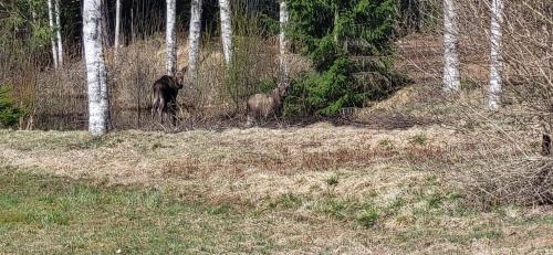 a black bear walking through a forest with trees at Nästorp broa, room 2 in Hagfors