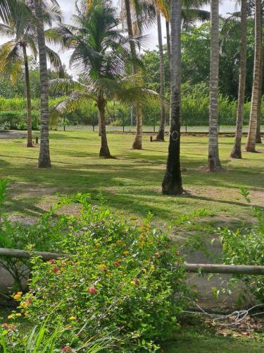 a park with palm trees and green grass at Blue dream Hamaca in Grand-Bourg