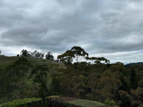a hill with trees on top of a field at Private Cabin close to the City Centre in Whangarei