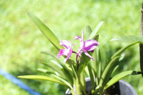 a purple flower sitting on top of a plant at Gert's Aerovista villa in Seeduwa
