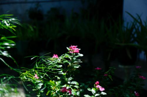 a plant with pink flowers in a garden at Gert's Aerovista villa in Seeduwa