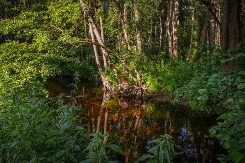 a stream in a forest with trees and reflections in the water at Niebieski Domek nad Marychą in Stanowisko