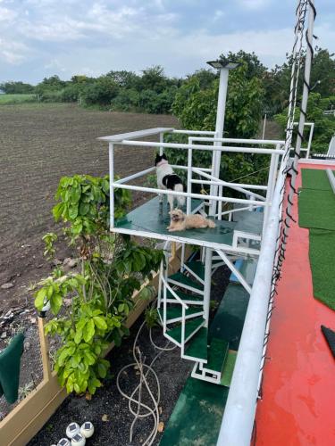 a dog laying on the deck of a boat at Daiya Pool Villa, Khaoyai in Ban Sathani Phut Rai