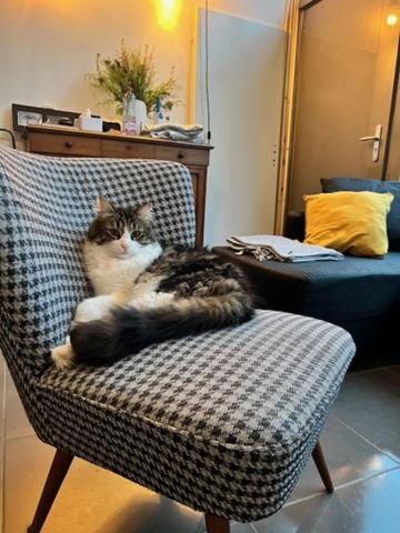 un chat assis sur une chaise dans une pièce dans l'établissement Maison loft chez Karyn, à Nanterre