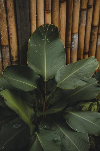 a plant with green leaves in front of a wall at Nivriti Bali in Sidemen