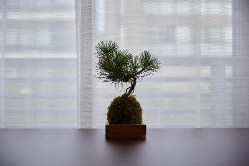 a small pine tree sitting on a table in front of a window at 鎌倉小町 大仏さまノ休日ホテル The Big Buddha Holiday Hotel Kamakura in Kamakura