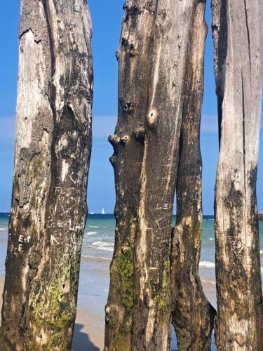two palm trees on the beach at La Mancelliere in Isigny-le-Buat