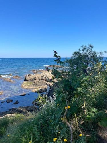 un arbre sur la rive d'une masse d'eau dans l'établissement Studio bord de mer, à Saint-Raphaël