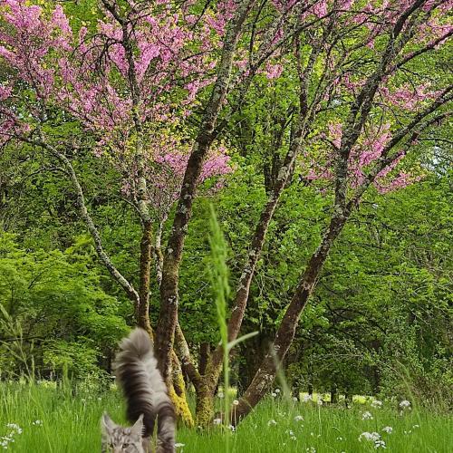 Κήπος έξω από το Le bois des fées de Chazelles