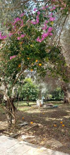 a tree with pink flowers on it in a park at Beach House Paou in Argalasti
