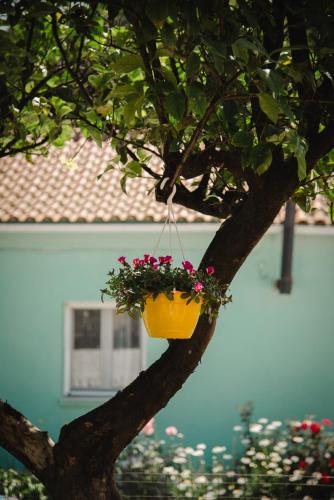 a yellow pot hanging from a tree with flowers at Greg's House in Vitalades