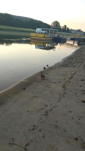 a duck sitting on the shore of a body of water at Dresden-Entspannung-Natur-trifft-2-Städte-am-Fluss in Dresden
