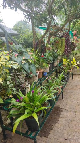a row of potted plants sitting on a bench at CELESTIAL HOMESTAY in Pinangode