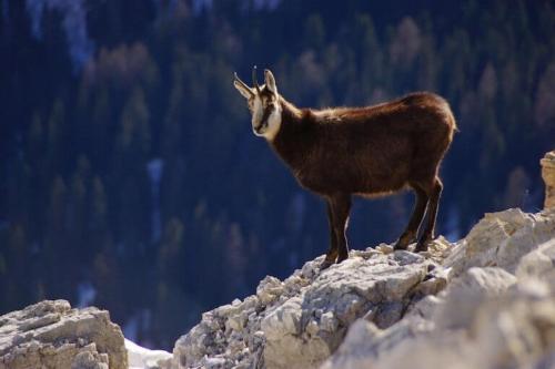 a goat standing on top of a mountain at Apartaments Sort Pirineus in Sort