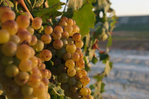 a bunch of grapes hanging on a vine at B&B Sbarco dei 1000 Marsala in Marsala