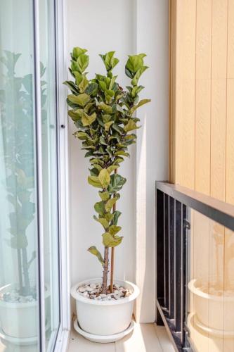 una planta en una olla blanca sentada junto a una ventana en Haksabai Hotel Chiangrai โรงแรมฮักสบาย เชียงราย, en Ban Huai Bong