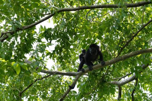 Animales en el departamento o alrededores