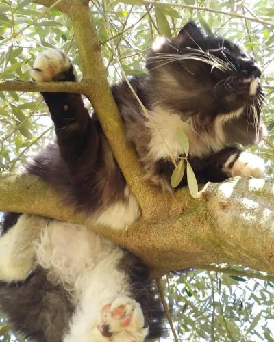 a black and white cat sitting in a tree at Casa di Tuco in Conegliano