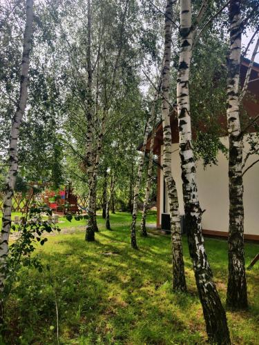 a group of birch trees in front of a house at Checz pod Brzozami in Żuromino