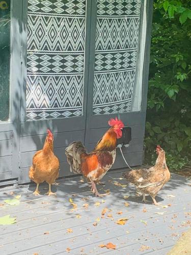 a group of chickens standing next to a door at Penhallow House in Newlyn East