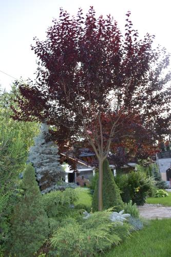 a tree in the middle of a garden with bushes at Jazz House in Voroneţ