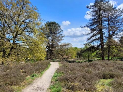 a dirt road in a field with trees at Villa in Overloon near War Museum and Zoo in Overloon