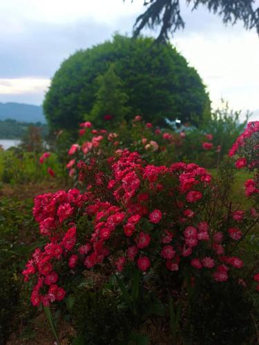 Fotografie z fotogalerie ubytování Il Nido v destinaci Barberino di Mugello