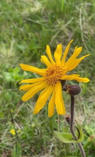 a yellow flower with a bee on top of it at Casa Maria Moieciu C in Moieciu de Sus