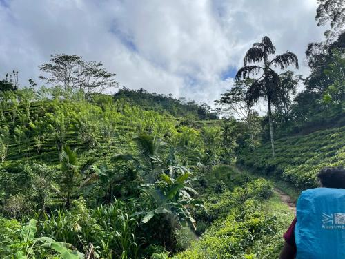 a view of a jungle with a palm tree at Rainforest cabin in Deniyaya