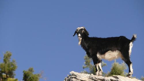Altri animali domestici presso il lodge o nei dintorni